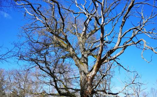 6_Šakymo ąžuolas (9).jpg